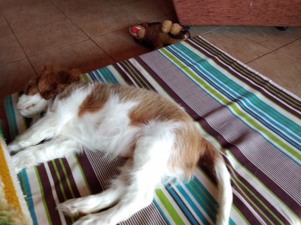 SamuY